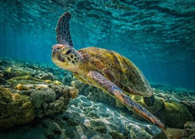 turtle during snorkeling