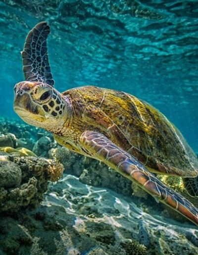 turtle during the snorkeling
